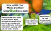 how-to-FIM-your-marijuana-plant.jpg