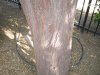 800px-Acacia-berlandieri-bark.jpg