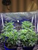 Picture of  3 Strain grow.jpg