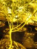 grow defoliation exp under canopy 003.JPG