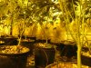 grow defoliation exp under canopy 013.JPG