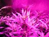 Day 9 of flower with the hydro grow 002.JPG
