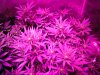 Day 9 of flower with the hydro grow 003.JPG
