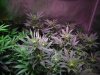 Day 9 of flower with the hydro grow 004.JPG