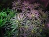 Day 9 of flower with the hydro grow 007.JPG