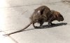 rat.jpg