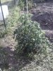 Tomato plant.jpg