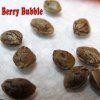 Berry Bubble seeds.jpg