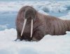 walrus.jpeg