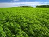 marijuana-field.jpg