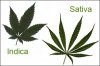 indica-vs-sativa-grow-marijuana-outdoors.jpeg