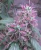 1717869d1289576247-4th-cfl-grow-jungle-growth-114-venus-pink.jpg