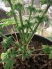 2563014d1362962614-4th-cfl-grow-jungle-growth-day-93-stems.jpg