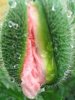 Flower-Vagina-3.jpg