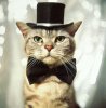 cat-in-hat.jpg
