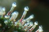 trichome picture with new usb endo microscope.jpg