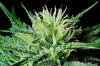 macro-photo-cannabis-22030247.jpg