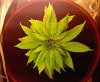 cannabis-fungus-gnats-sm.jpg