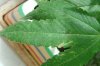 OGKush2_Day126_weird brown spots on top leaf.JPG