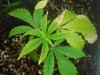 the smaller plant top leafs has some white on1 and like 2 others has like white tips.jpg