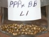 PPPxBB-L1-Seeds-1.JPG