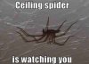 Ceiling_spider.jpg