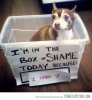 funny-dog-box-of-shame.jpg
