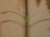 12incher new growth and the node over ths 1 has it too more.jpg