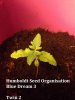 Humboldt Seed Organisation Blue Dream (3).JPG