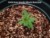 Delicious Seeds Black Russian.JPG