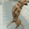 post-20184-Dog-jazz-hands-gif-stick-arms-NfZT[1].gif