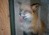 fox_licking_window[1].jpg
