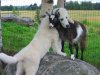 Must-see-Dog-hugs-a-goat.-600x450.jpeg