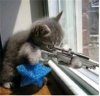 Cat_Tax-cat_with_gun_looking_out_window-761932.jpg