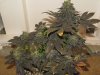 Taylor day 54-check out this LST and FIM! I don't know what kind of plant it is tho.jpg