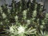 pure-power-plant-cannabis-zoom.jpg