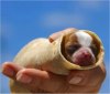 Puppy-Burrito.png
