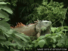iguana-head-bob-o.gif