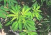 03-marijuana-micronutrients-sulphur.jpg