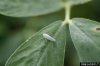 leafhopper-uga.jpg