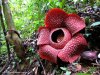 Raflesia+Flowers+1.jpg