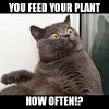 feed to muchConspiracy Cat.jpg