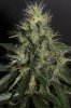 Blue widow 2 47 days a.JPG