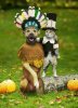 Cat-Pilgrim-and-Dog-Indian-Thanksgiving-Costumes.jpg