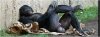 bonobo with large testicles chillin’ out_ Source.jpg
