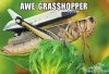awe-grasshopper.jpg