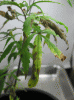sick-plant-2-leaf-2.gif