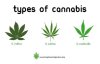 cannabis1.jpg