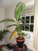 banana plant.jpg