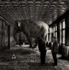 Elephant-in-Room-David-Blackwell-Flickr.jpg